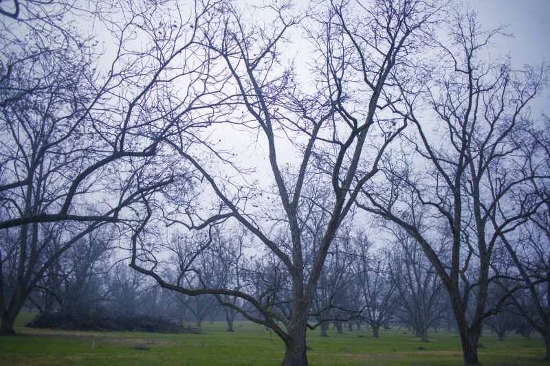 Tree Size and Height