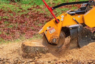 Inside Walnut Tree Removal - Stump Grinding