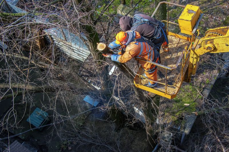 Walnut Tree Removal