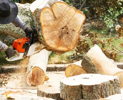 Walnut Tree Removal