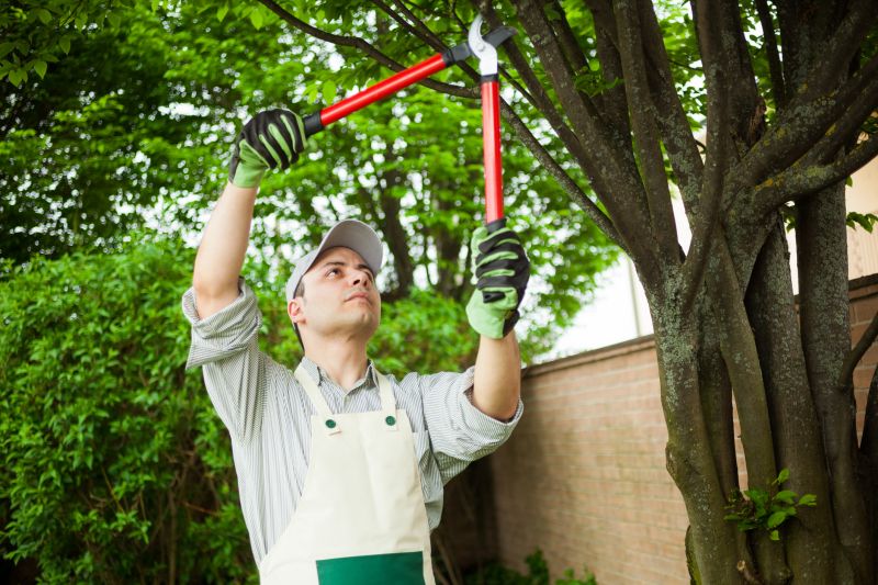 Walnut Tree Removal