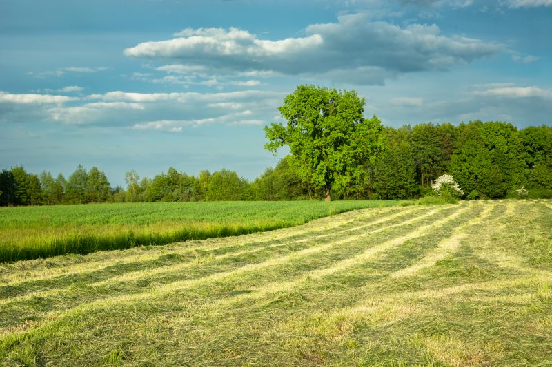 Acreage Clearing in Cumming, GA