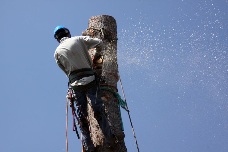 Commercial Tree Removal in Montgomery County, PA