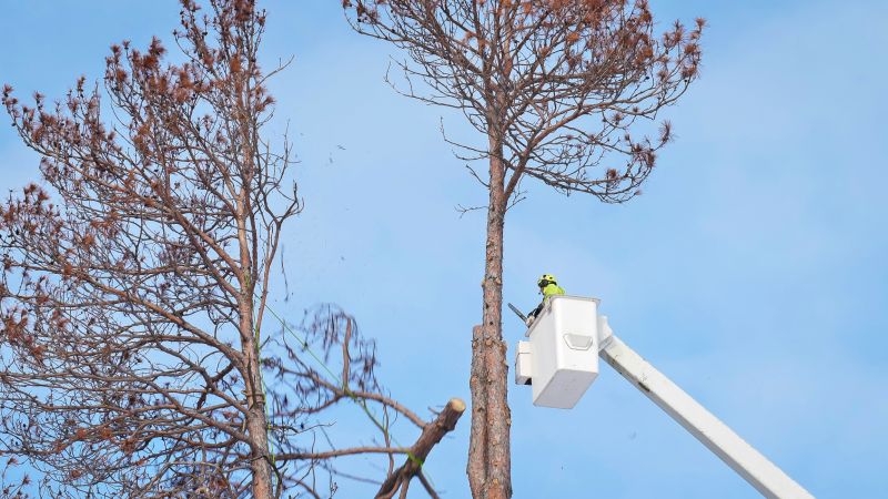 Commercial Tree Removal in Bucks County, PA