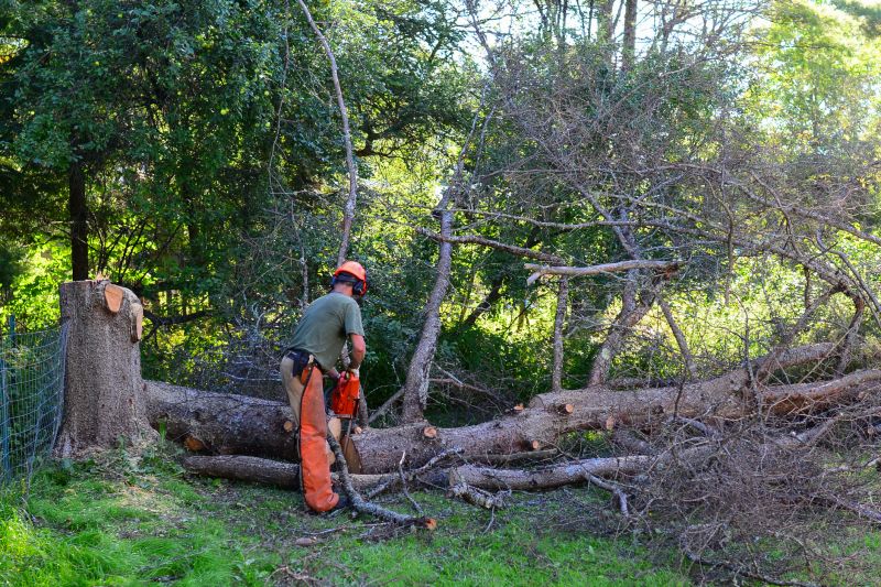 Walnut Tree Removal