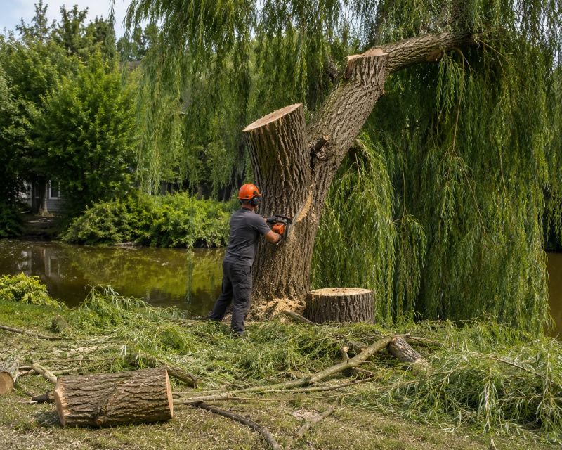Cypress Tree Removal in Bucks County, PA