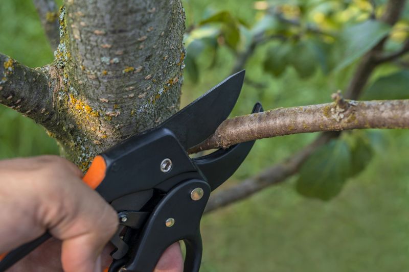 Dead Tree Removal in Pottstown, PA