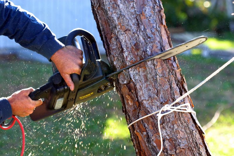 Dogwood Tree Removal in San Jose, CA
