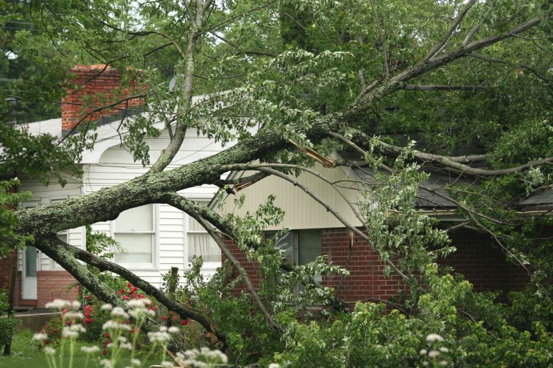 Fallen Tree Removal in Duluth, MN