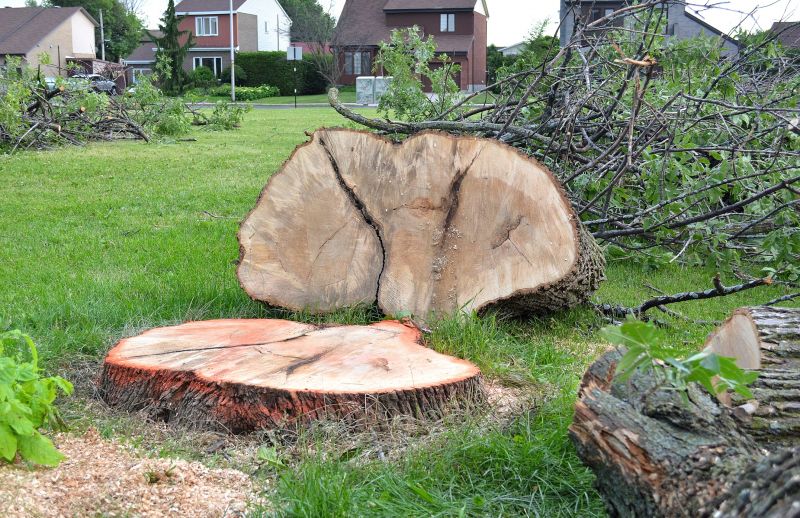 Hickory Tree Removal in Reno, NV