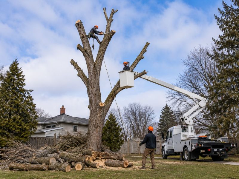 Maple Tree Removal in Montgomery County, PA