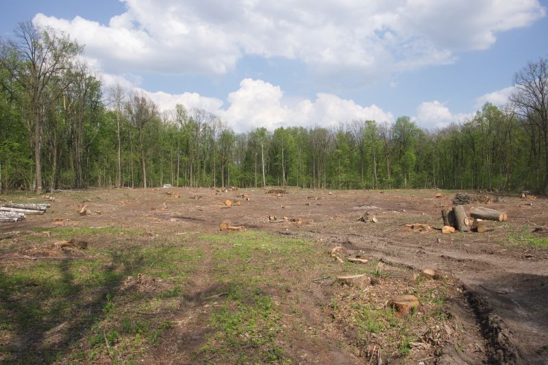 Pine Tree Clearing in Cumming, GA