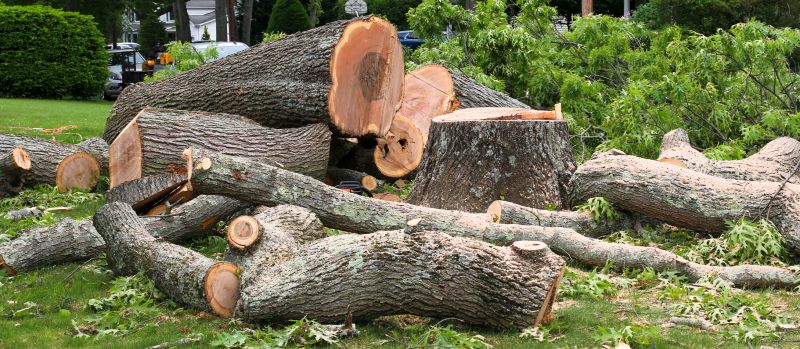 Spruce Tree Removal in Duluth, MN