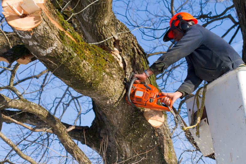 Equipment Used in Walnut Tree Removal