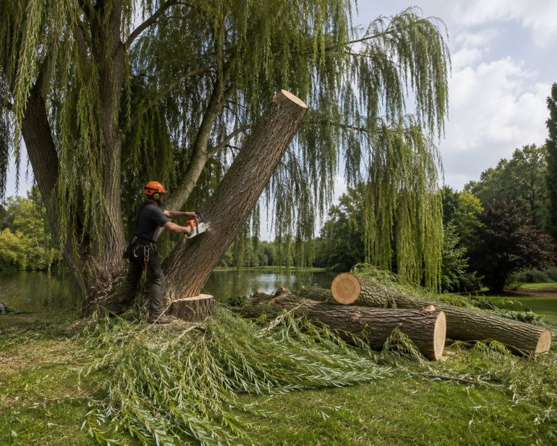 Willow Tree Removal in Reno, NV