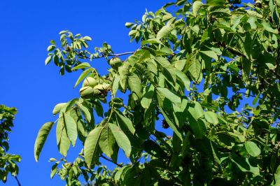 Reducing Nut Mess