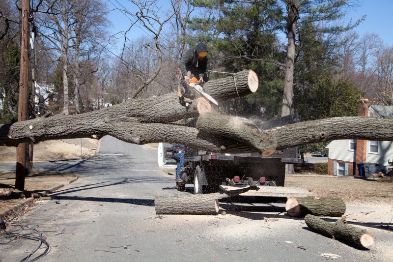 Inside Walnut Tree Removal - Trimming